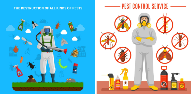 professional pest control in chennai
