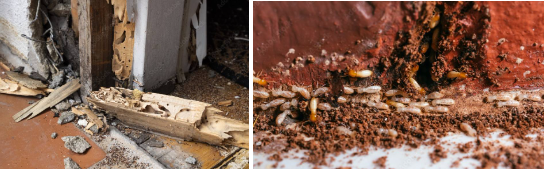 professional termite control services in Chennai