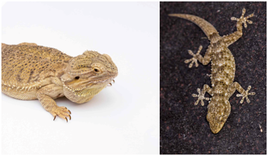 Lizard Control Solutions for Chennai Homes