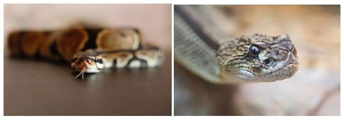 Chennai's Snake Experts: Professional Handling Tips