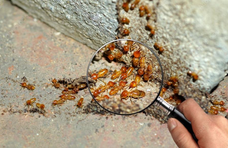 termite control in chennai